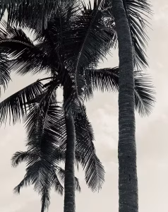 معرفی عکاسان موبایل: الهامبخشترین چهرهها در دنیای عکاسی با موبایل